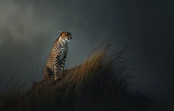 Trotse cheeta, uitzicht van fernlichtsicht