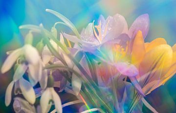 Rainbow playful coloured flowers in spring by Jolanda de Jong-Jansen