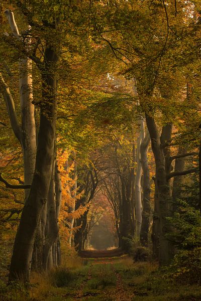 Wandelen door een herfstige beukenlaan by Marjon Meinders