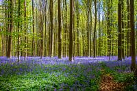 Jacinthes sauvages dans la forêt de Haller