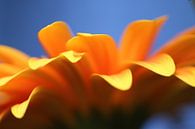 Oranje gerbera van Bärbel Severens thumbnail