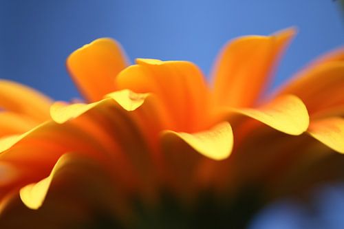 Oranje gerbera