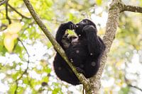 Mountain gorilla / African landscape / Nature photography / Uganda