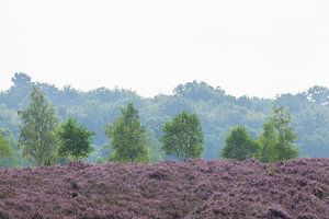 Heidelandschaft mit Morgennebel, Heiedeblüte, Niederhaverbeck, Naturpark Lüneburger Heide, Niedersac