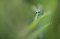 Damselfly with raindrop by Moetwil en van Dijk - Fotografie thumbnail