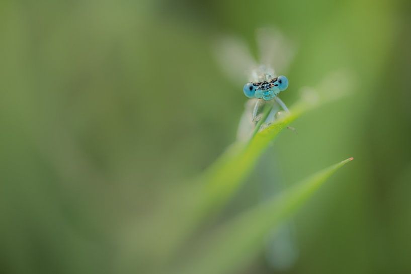 Damselfly with raindrop by Moetwil en van Dijk - Fotografie