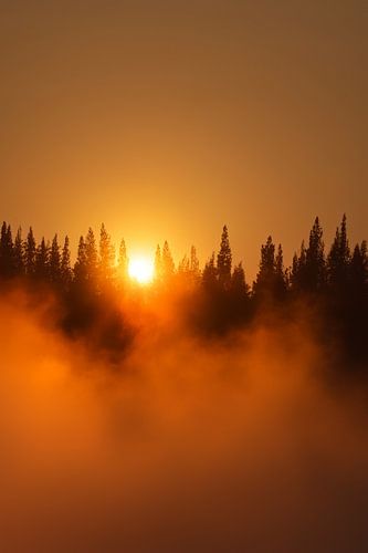 Forest mysticism