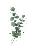 Eucalyptus