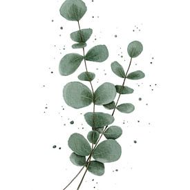 Eucalyptus by Anke la Faille