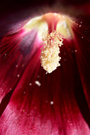 Hollyhock 2 by Erik Buitenhuis
