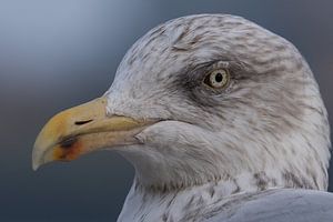 Möwe