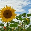 Wilde bloemen, zonnebloem tegen zomerlucht van Ad Jekel