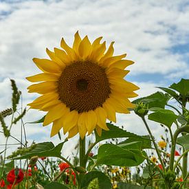 Wilde bloemen, zonnebloem tegen zomerlucht van Ad Jekel