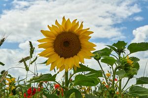 Fleurs sauvages, tournesol sur fond de ciel d'été