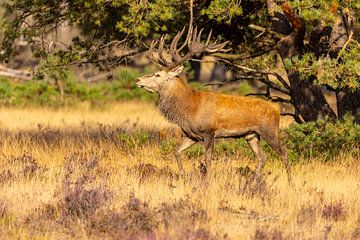 Cerf rouge sur le Hoge Veluwe, Pays-Bas sur Gert Hilbink