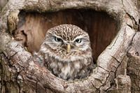 Steenuil (Athene noctua)