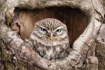 Steenuil (Athene noctua) van Ronald Pol