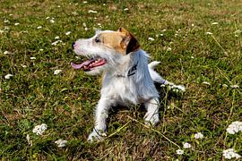 A Jack Russell Terrier by Roland Brack