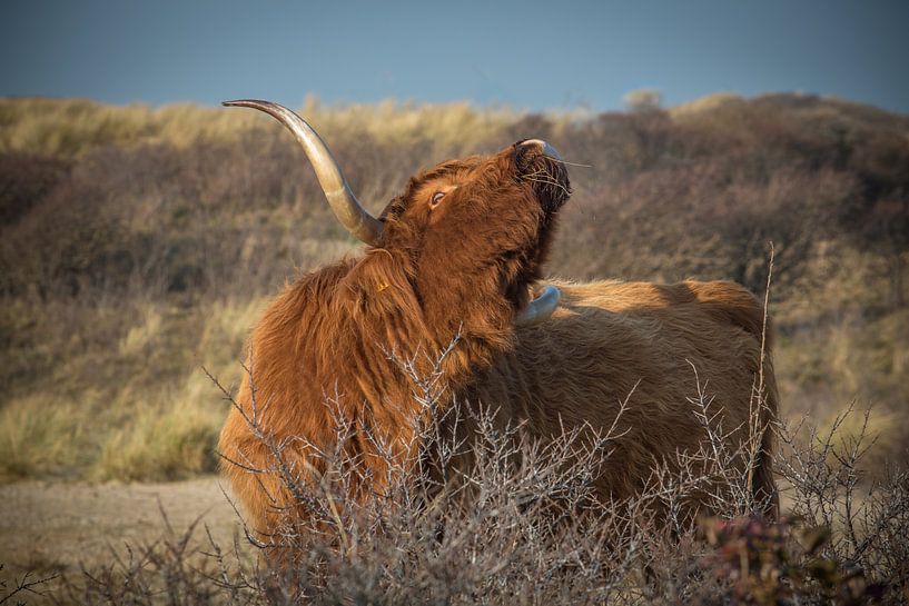 Schotse Hooglanders by marco de Jonge
