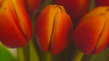 Tulpen