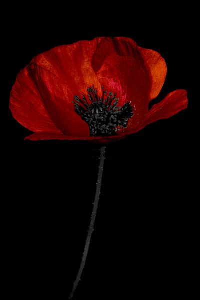 Poppy red by Peter Bartelings
