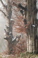 Frozen Fellowship