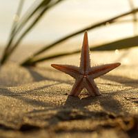 Starfish in the evening light