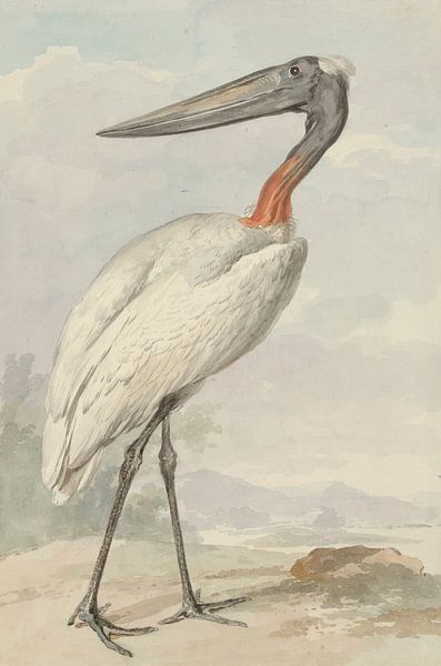 Jabiroe (Jabiroe mycteria), Aert Schouman von Meisterhafte Meister