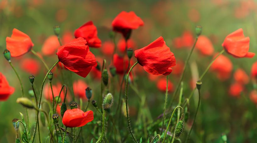 Red poppies by Anouschka Hendriks