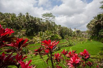 Rijstvelden Ubud van Leontien Adriaanse