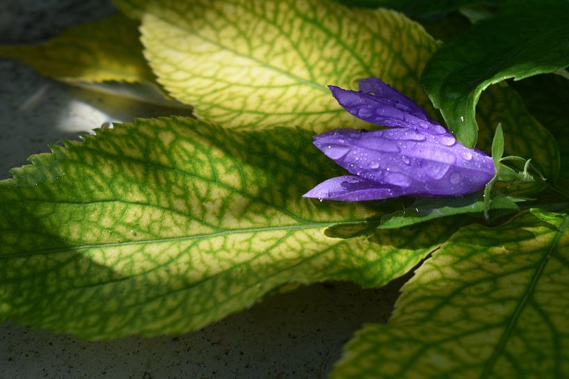 A bellflower in the garden by Claude Laprise