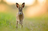 Running hare
