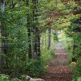 A path in the forest in autumn by Claude Laprise