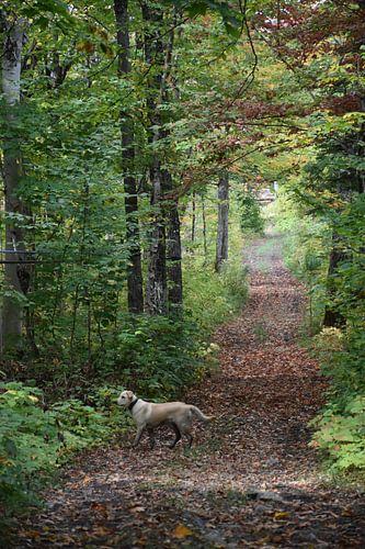 Een pad in het bos in de herfst