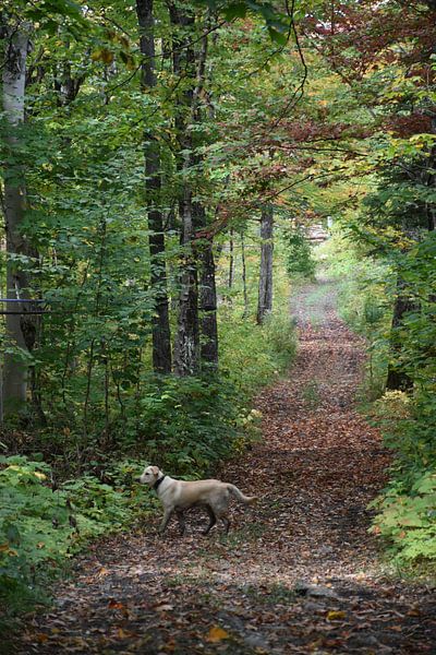 A path in the forest in autumn by Claude Laprise