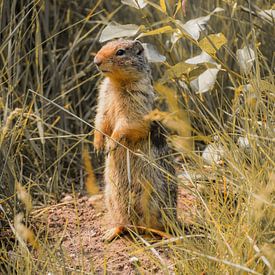 Des écureuils dans le parc national de Banff, en Alberta (Canada) sur Koen Lipman