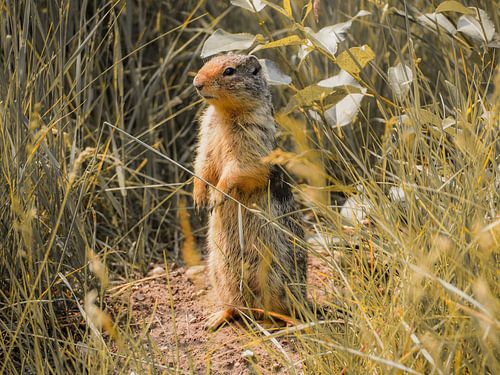 Squirrels in Banff National Park in Alberta, Canada