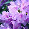 Rhododendron in Bloei van MoonCreate