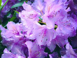 Rhododendron in Bloei van MoonCreate