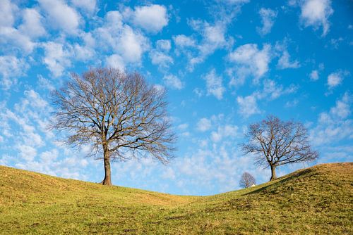 kahle Laubbäume auf dem Hügel, toller blauer Wolkenhimmel