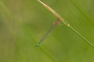 Juffertje by Moetwil en van Dijk - Fotografie thumbnail