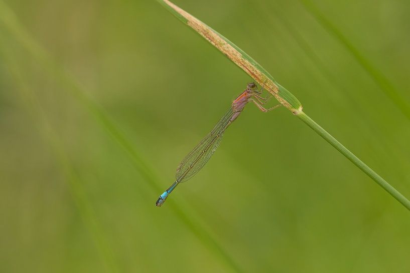 Juffertje by Moetwil en van Dijk - Fotografie