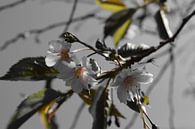 The dark side of the Prunus  von Amber van den Broek Miniaturansicht