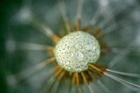 Avond wandeling Marquette bos