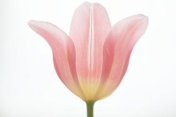 Eine rosa Tulpe von Jeanet Francke