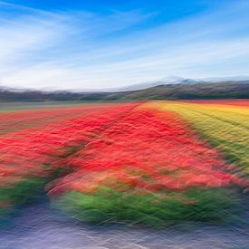 Impressions des champs de tulipes sur Yanuschka | Fotografie Noordwijk
