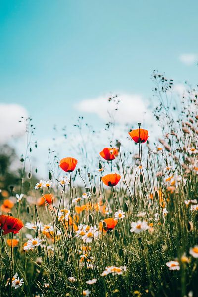 Blühende Wiese mit Mohnblumen von Poster Art Shop