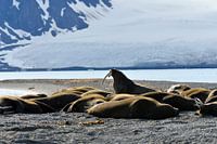 Walrus on duty