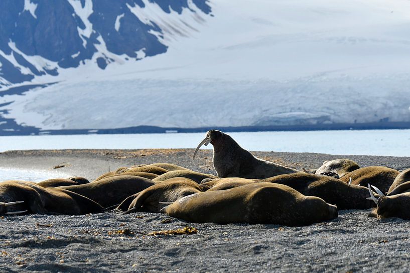 Walrus on duty van Senne Koetsier