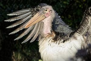 De Onmiskenbare Verschijning van de Afrikaanse Maraboe